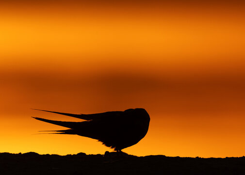 Silhouette of White-cheeked Tern preening during sunrise at Tubli bay,  Bahrain
