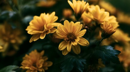 Obraz premium A cluster of vibrant yellow flowers with delicate petals and dark green leaves in soft natural lighting