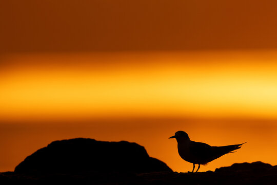 A backlit image of White-cheeked Tern during dramatic sunrise