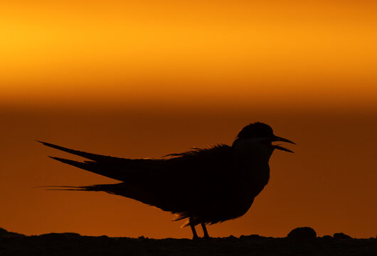 A backlit image of White-cheeked Tern calling during sunrise