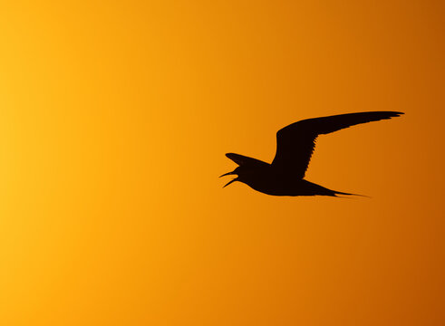 A backlit image of White-cheeked Tern calling while flying during sunrise at Tubli, Bahrain