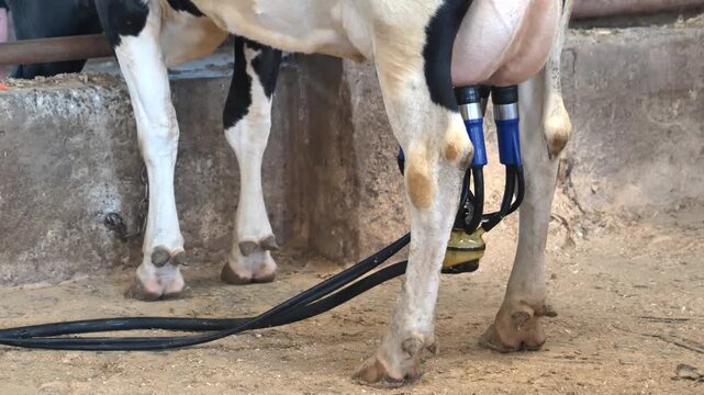 Dairy cow being milked by machine on a farm, showing modern agriculture