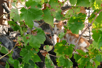 Orange kitten camouflaged among grapevine leaves © LaSierragPhotoGraphy