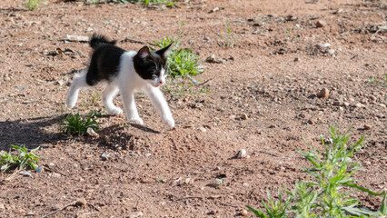 Small, solitary kitten walking across a rough, earthy meadow while meowing © LaSierragPhotoGraphy