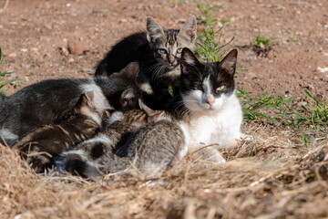Farm kittens nursing from their mother on the straw © LaSierragPhotoGraphy