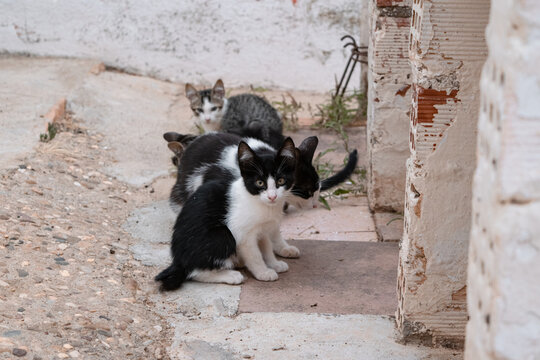 Row of cats waiting for their daily food ration in an area of ​​poverty and social exclusion