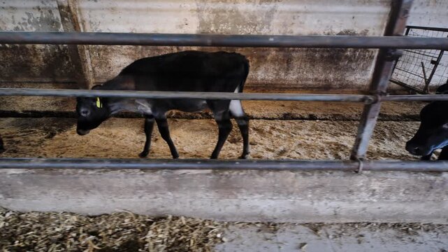 Young black cattle standing in pen at a farm, showing modern livestock agriculture