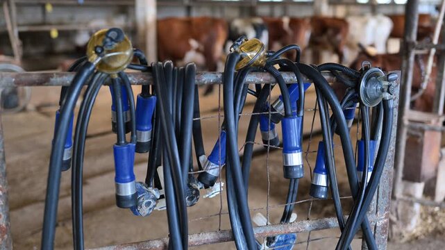 Dairy milking equipment ready for use on a cattle farm, providing fresh milk