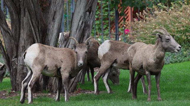 Close-up of bighorn sheep ewes