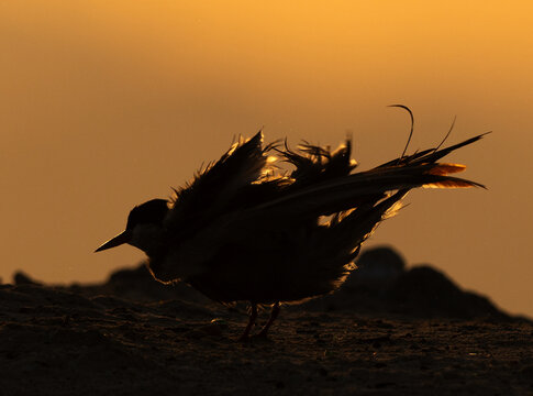 A backlit image of White-cheeked Tern shaking its feather at Tubli bay, Bahrain