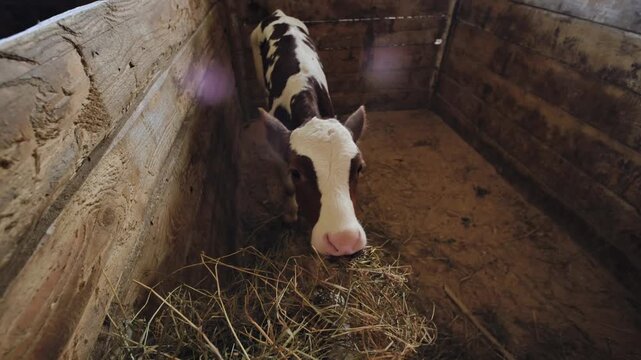 Brown and white calf eating hay inside a wooden barn at a rural farm