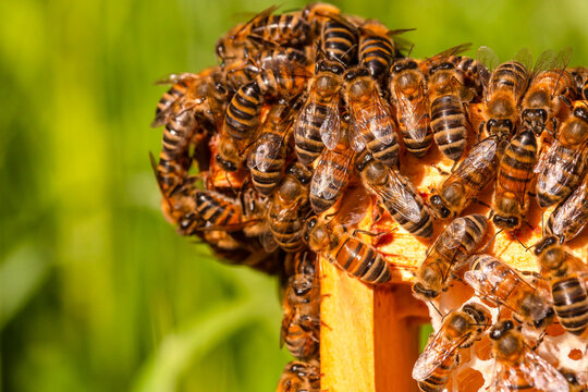 Dense cluster of honey bees covering wooden hive entrance with striped bodies, translucent wings, and orange-brown coloring in close-up outdoor insect scene