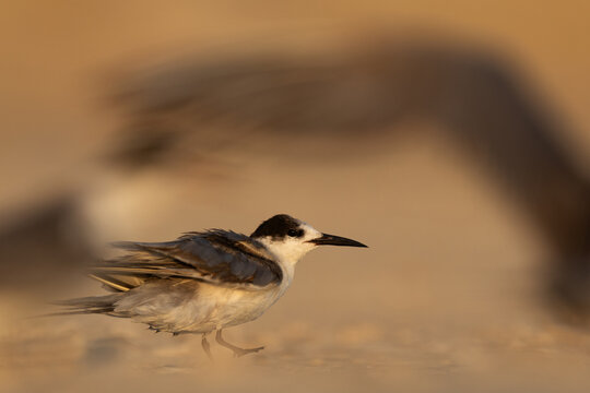 Portrait of a juvenile White-cheeked Tern at Tubli bay with a tern flying at the foreground, Bahrain