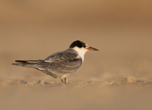 Portrait of a juvenile White-cheeked Tern at Tubli bay, Bahrain