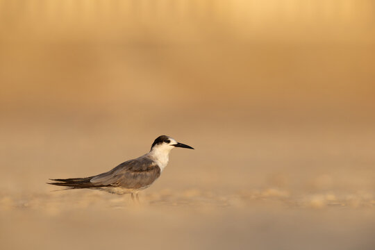 A juvenile White-cheeked Tern at Tubli bay, Bahrain