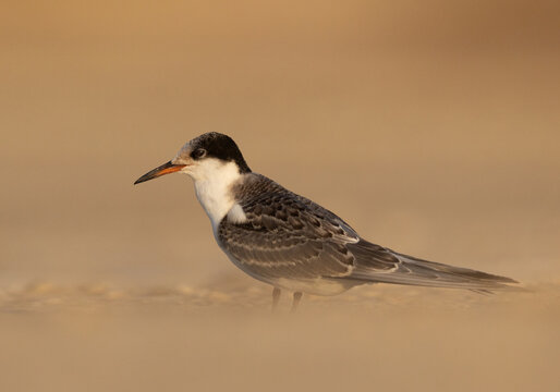 Portrait of a juvenile White-cheeked Tern at Tubli bay, Bahrain