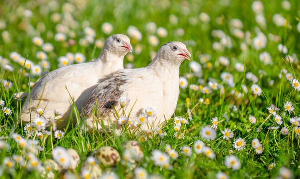 Two young quails standing among white daisies and green grass in a sunlit meadow, detailed close view of domestic birds in a natural floral setting