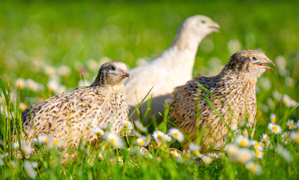 Three young quails standing among white daisies and green grass, showing mottled plumage and pale feathers in a bright outdoor meadow habitat