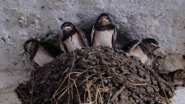 Barn swallow chicks waiting in mud nest, birds in a farm stable