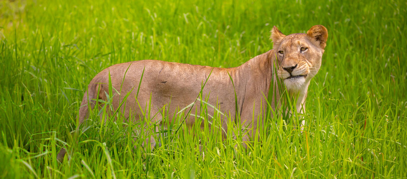A close-up of a lioness against a backdrop of green grass. A majestic African lioness rests and observes the jungle. Powerful African wild animals in their natural habitat.