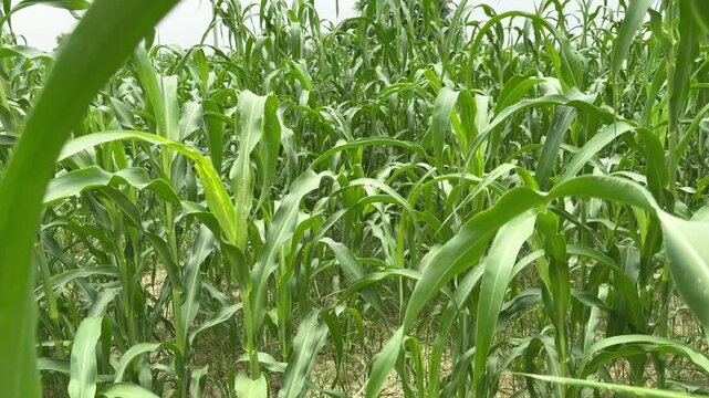 Indian village green young maize crop in the agricultural field corn 4k footage
