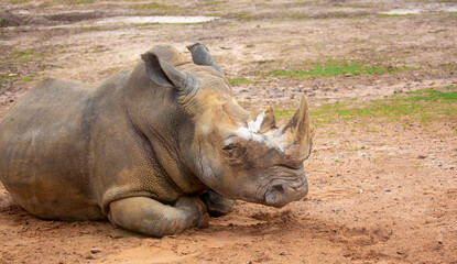 Close-up of a white rhinoceros resting on sandy ground. Powerful endangered mammal with large horn, symbolizing wildlife conservation and African fauna. © Vera
