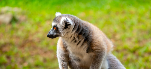 Fototapeta premium Ring-tailed lemur resting on a tree branch. Iconic Madagascar primate with a striped tail. Close-up of a lemur sitting in the trees.