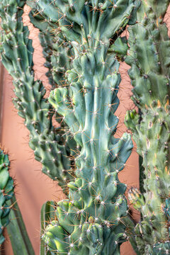 Green cereus cactus growing in a textured colonial wall