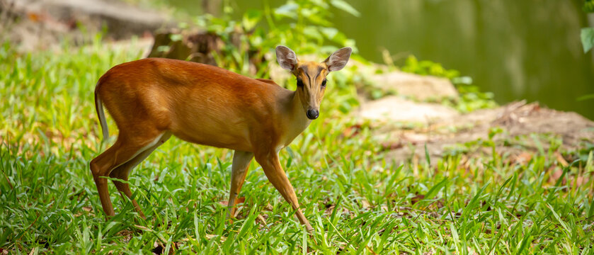 Muntjac deer walking through lush green grass. A small Asian deer with pricked ears in the wild. A close-up of a saber-toothed deer, or barking deer, walks through green grass.
