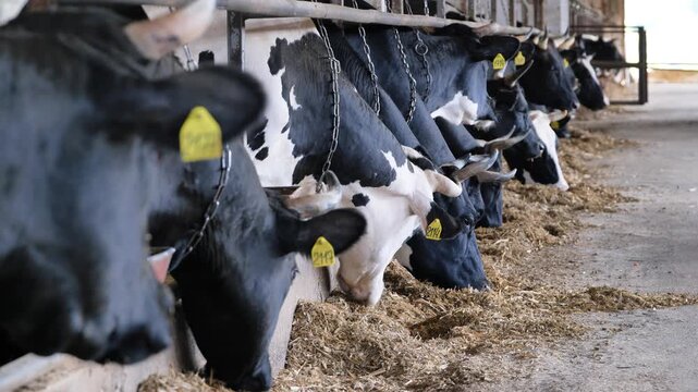 Dairy cows eating silage inside a barn on a large cattle farm