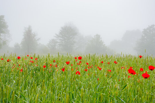 rural landscape with poppy flowers in the wheat field. red blooming in summer fog. mysterious countryside background