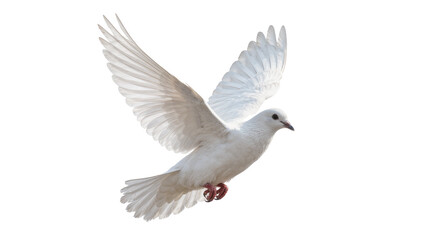 Fototapeta premium White dove with outstretched wings flying, isolated on transparent background