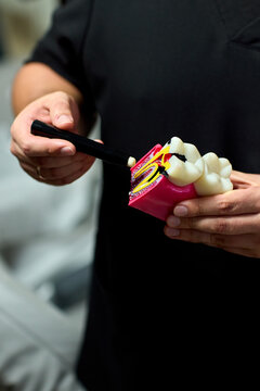 Dental hygiene demonstration with toothbrush brushing pink plastic teeth model held by adult hands against dark indoor background for oral care education training