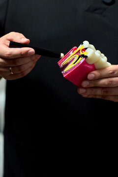 Dental hygiene demonstration with toothbrush brushing pink plastic teeth model held by adult hands against dark indoor background for oral care education training