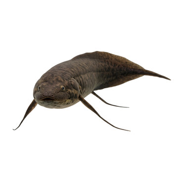 Spotted African lungfish Protopterus dolloi isolated transparent background PNG