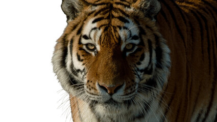 Obraz premium Close-up portrait of a majestic tiger with orange and black stripes, isolated on transparent background