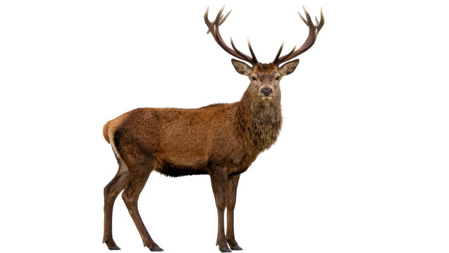 Majestic male red deer stag with large antlers, isolated on transparent background