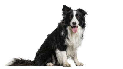 Obraz premium Black and white Border Collie dog sitting panting, isolated on transparent background