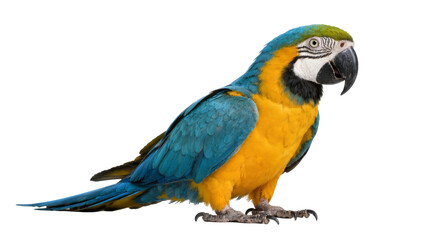 Blue and yellow macaw parrot standing, isolated on transparent background © Cian