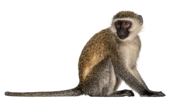 Vervet monkey sitting looking to the side, isolated on transparent background