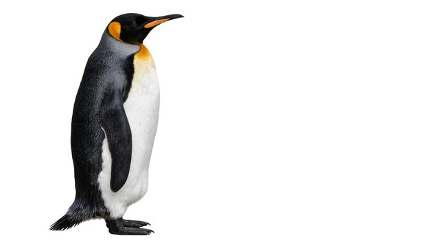 Majestic king penguin standing upright, isolated on transparent background