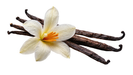 Naklejka na ściany i meble Delicate vanilla flower with dark brown vanilla beans, isolated on transparent background