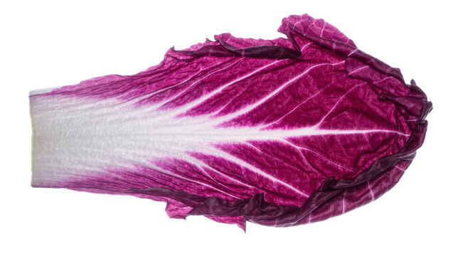 Vibrant purple radicchio leaf with white stem, isolated on transparent background