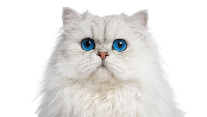 Fluffy white Persian cat with striking blue eyes, isolated on transparent background © Cian