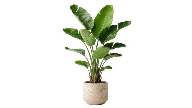 Large Bird of Paradise plant in textured concrete pot, isolated on transparent background