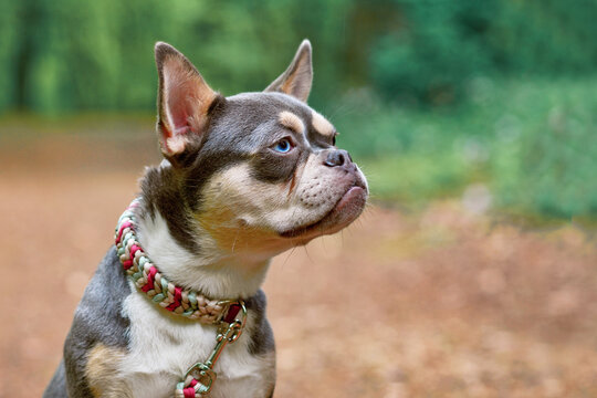 Lilac orange tan French Bulldog dog with long healthy nose and paracord collar in forest