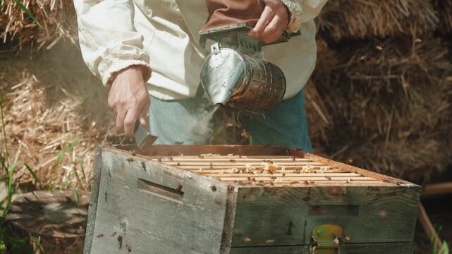 A professional beekeeper wearing protective clothing carefully inspects and maintains beehives in an outdoor apiary.