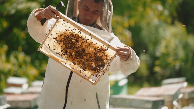 A professional beekeeper wearing protective clothing carefully inspects and maintains beehives in an outdoor apiary.