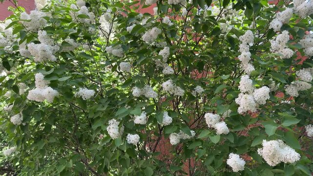 Tree with white lilac blossoms, spring blooming, fragrant clusters, soft petals, garden nature beauty.