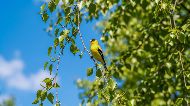Peque&ntilde;o p&aacute;jaro cantor posado en una fina rama colgante de un &aacute;rbol de hojas verdes, bajo un cielo azul claro en un d&iacute;a soleado de naturaleza.